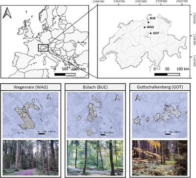 A Multi-Criteria Decision Support System for Strategic Planning at the Swiss Forest Enterprise Level: Coping With Climate Change and Shifting Demands in Ecosystem Service Provisioning